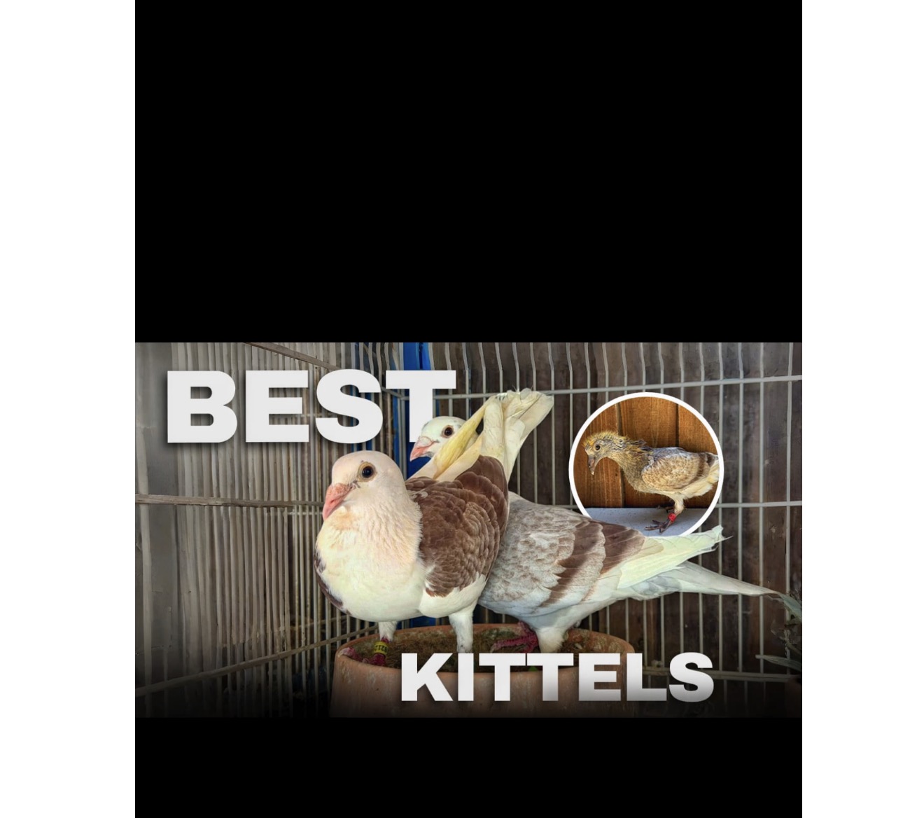 Best Kittels