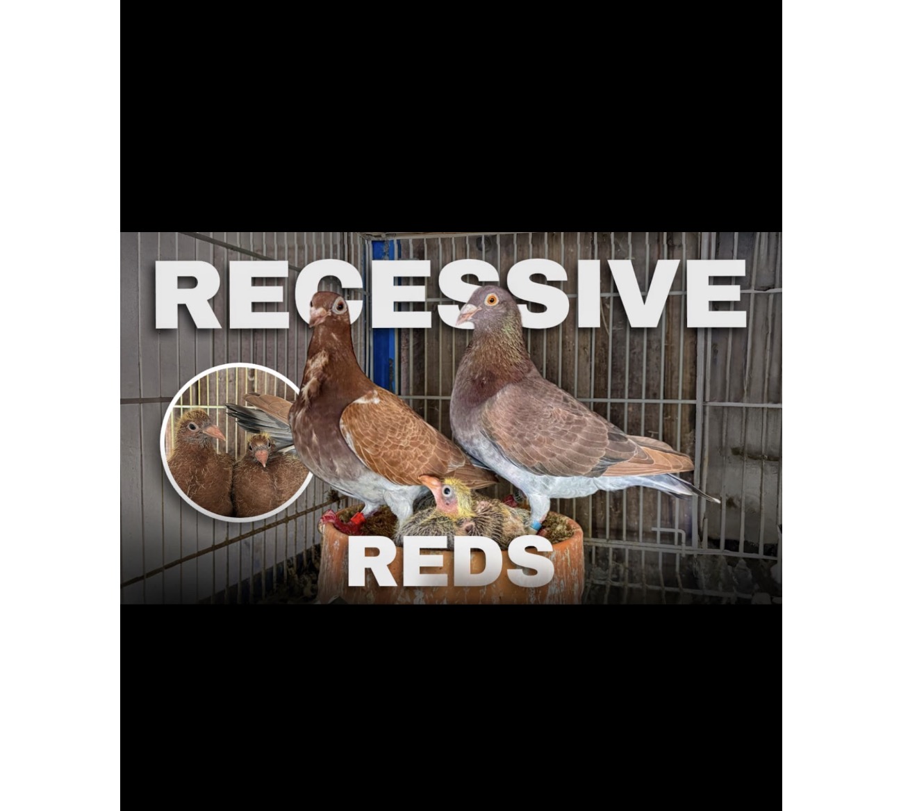 Recessive Reds