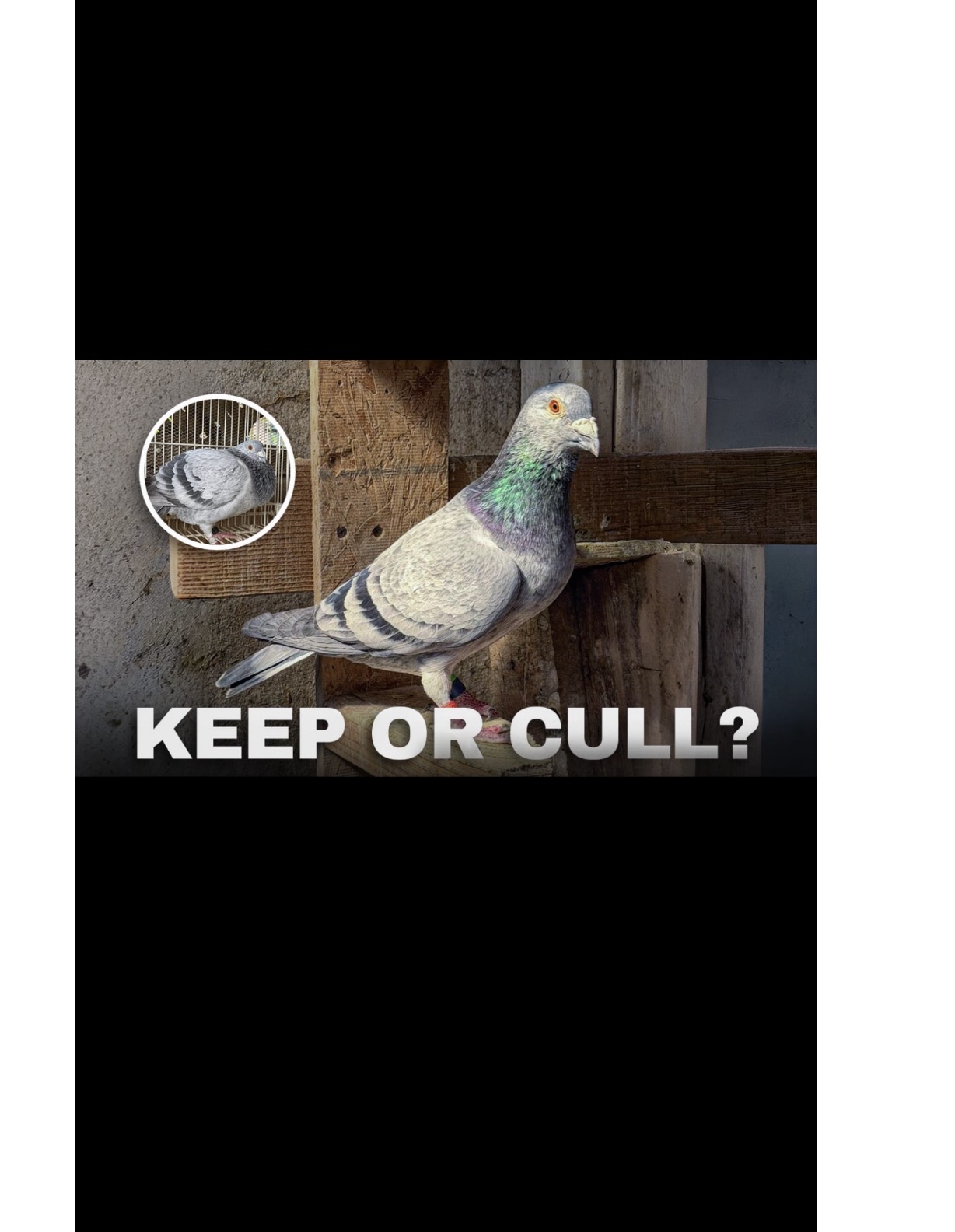 Keep or Cull?