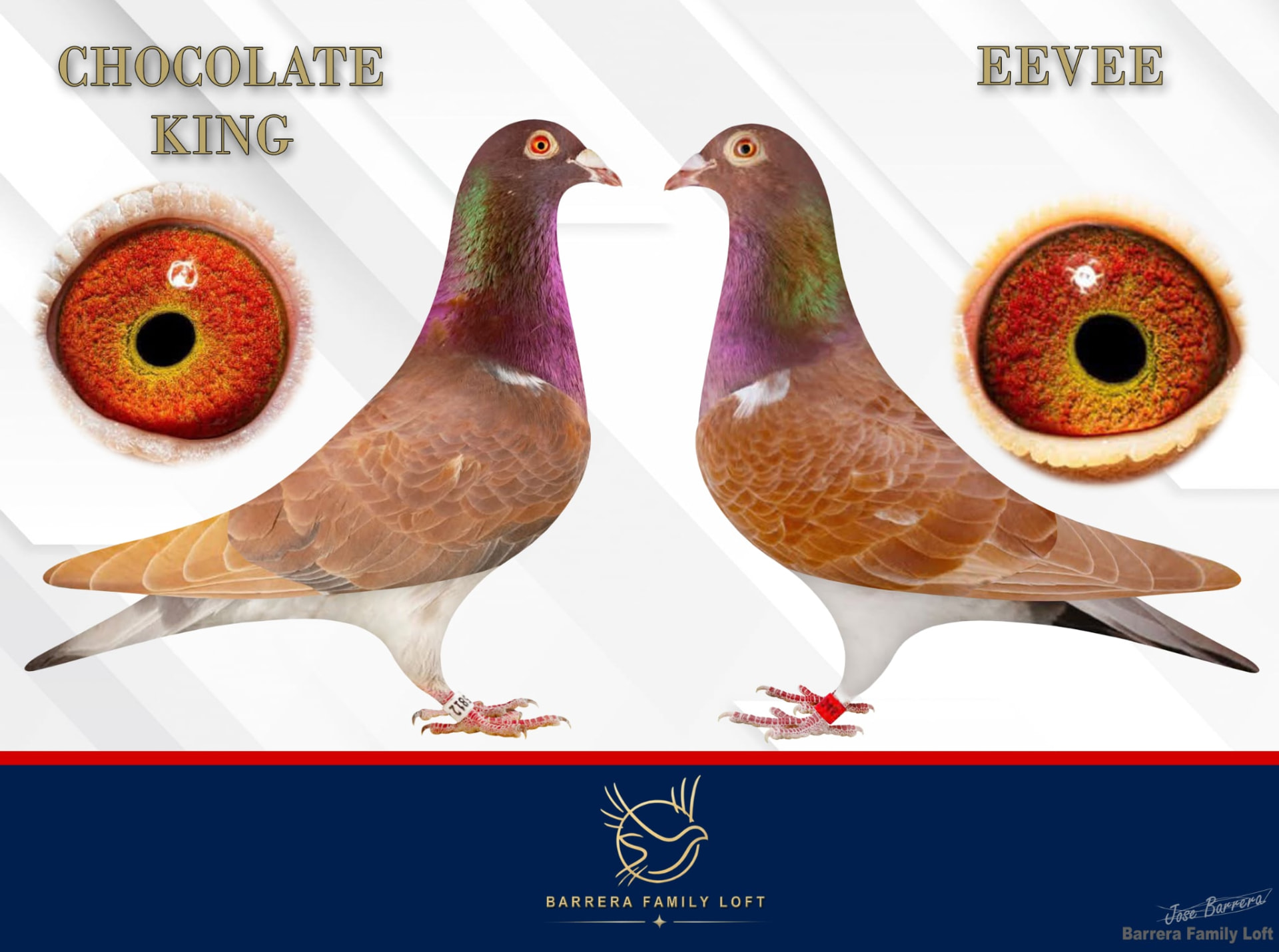 Chocolate King and Eevee, premium breeders at Barrera Family Loft