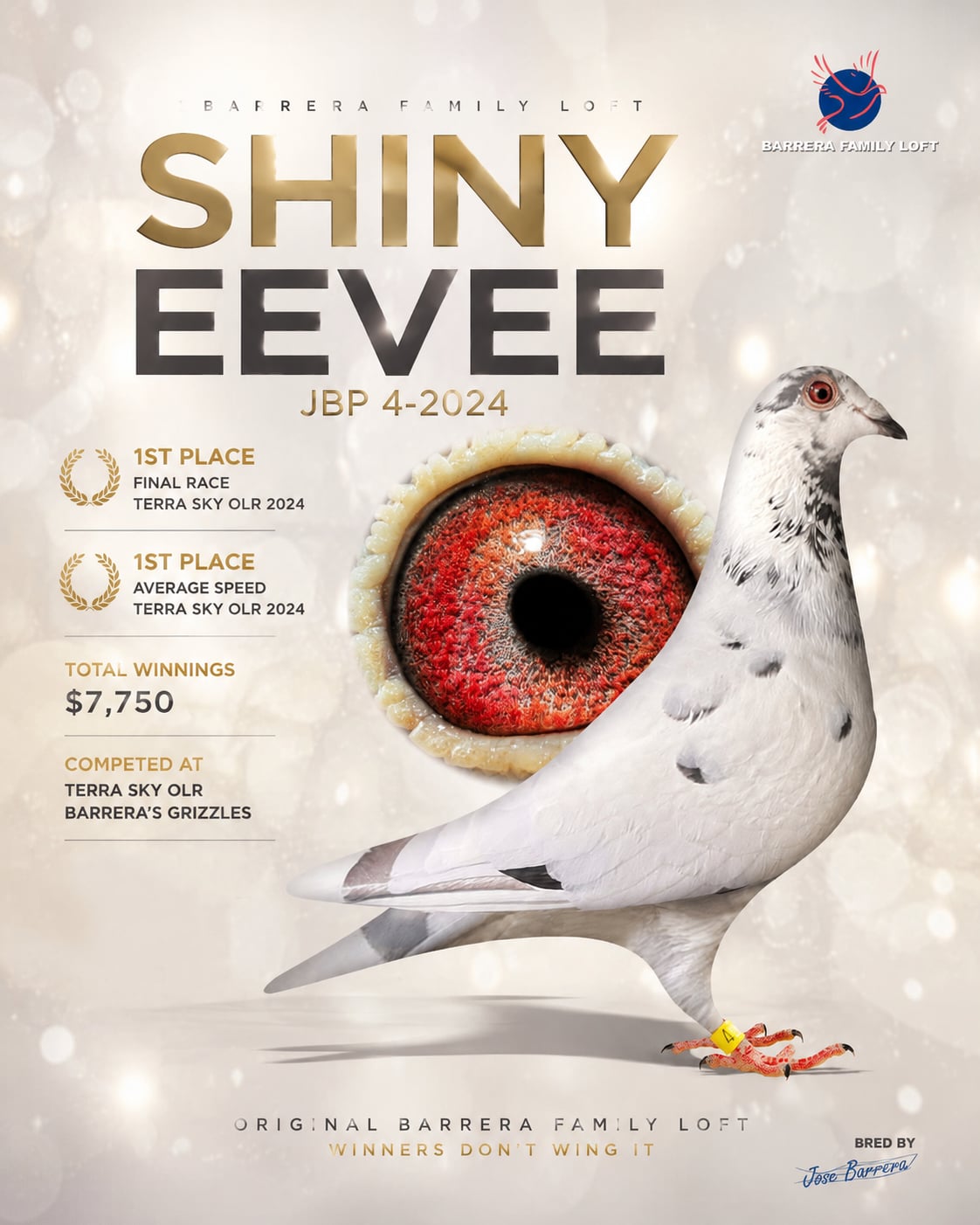 Shiny Eevee — JBP 4-2024, 1st place Terra Sky OLR 2024, bred by Jose Barrera at Barrera Family Loft